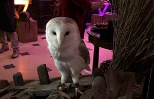 Hire Headwig Harry Potter Party